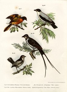 Scarlet Minivet